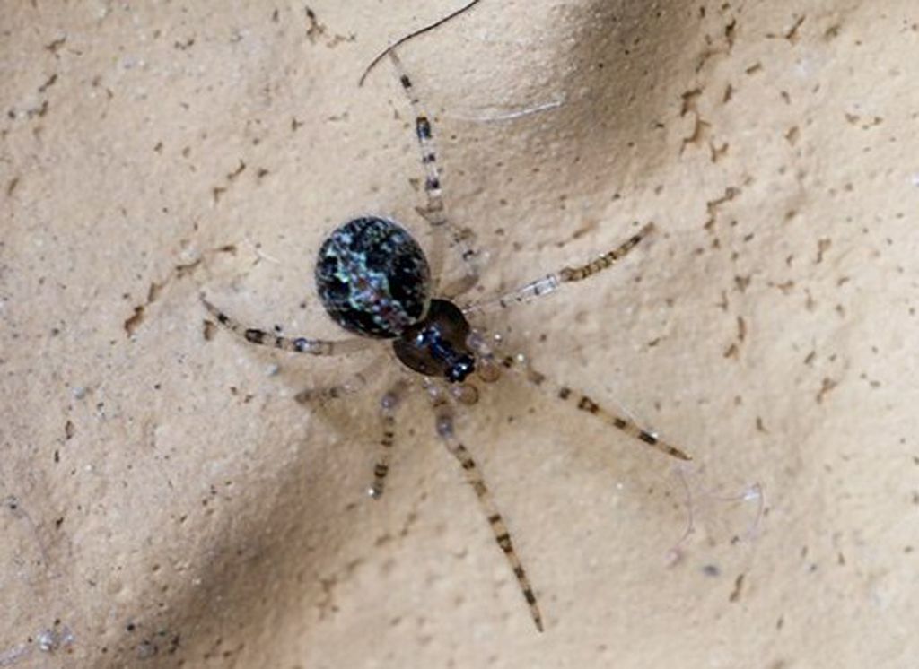 Theridion sp. - Isernia (IS)